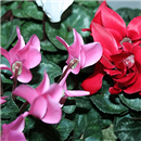 /fileuploads/Produtos/Plantas Naturais/thumb__Isisflor_Cesto_Cyclamen_02.png